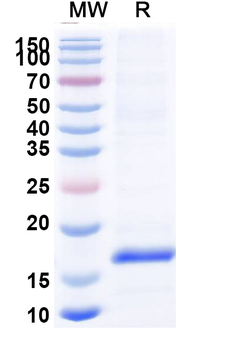 Bet v 1/Allergen Bet v I-A Nanobody Antibody