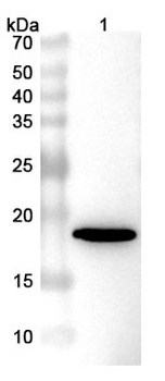 Bet v 1/Allergen Bet v I-A Nanobody Antibody