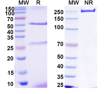 CCHFV Glycoprotein C/Gc Antibody