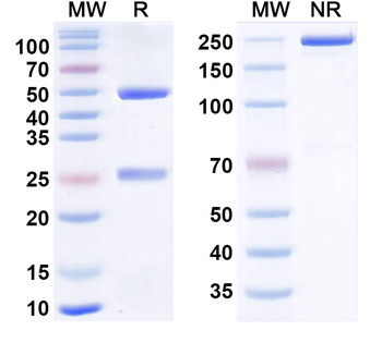 Mouse IgG2a (L234A/L235A/P329G), kappa Isotype Control Antibody