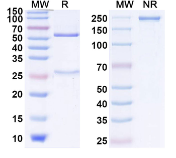 Rat IgG2b lambda Isotype Control Antibody