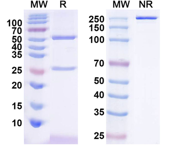 Nivolumab Neutralizing Antibody