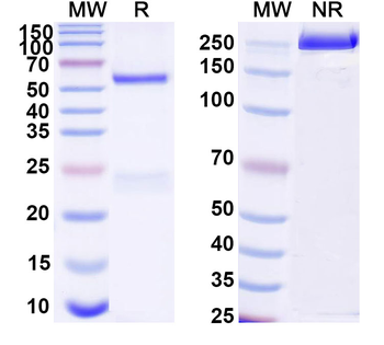 Human APP/Amyloid beta Antibody
