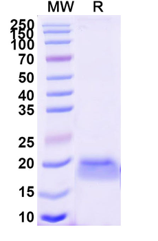 Human LGR4 Nanobody Antibody