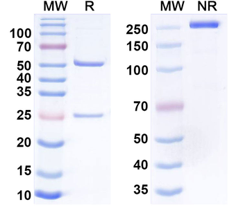 Human HNF1B Monoclonal Antibody