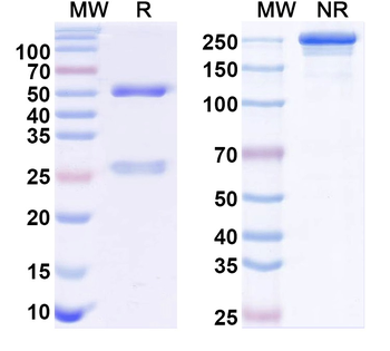 Human HNF1B Monoclonal Antibody