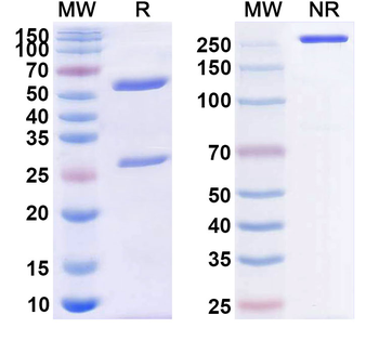 Human CD357/TNFRSF18/GITR Monoclonal Antibody