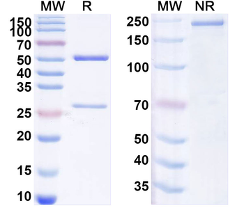 Human CD8A Monoclonal Antibody