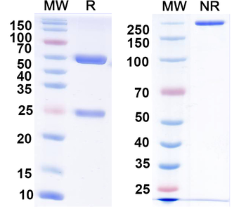 Human TP53/p53 Monoclonal Antibody