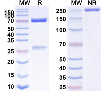 Human TP53/p53 Monoclonal Antibody