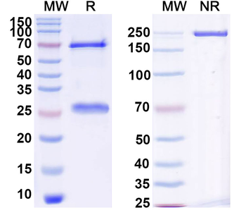 Human CD23/FCER2 Monoclonal Antibody