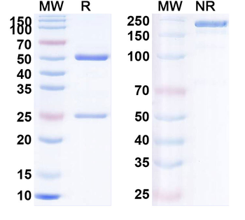 Human CFTR Monoclonal Antibody