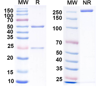 Human CFTR Monoclonal Antibody