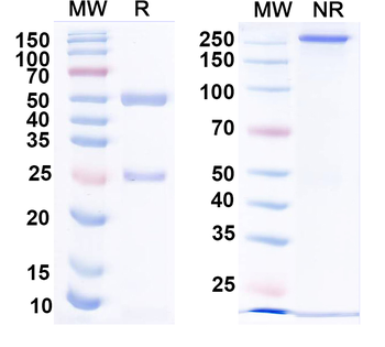 Human CFTR Monoclonal Antibody