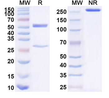 Human TFF1 Monoclonal Antibody