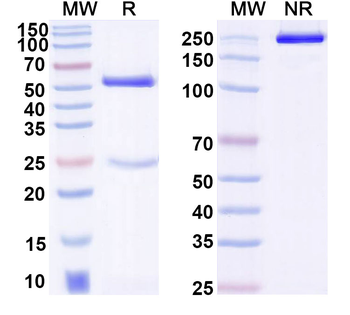 Human TFF1 Monoclonal Antibody
