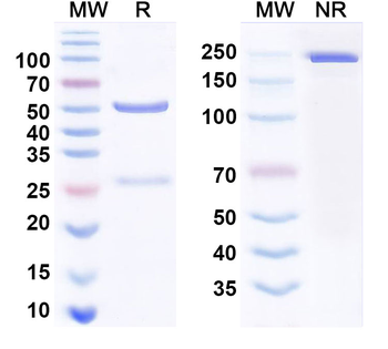 Human TFF1 Monoclonal Antibody