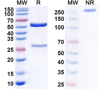 Human PCT/Procalcitonin Monoclonal Antibody