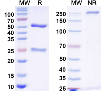 Human CD326/EPCAM Monoclonal Antibody