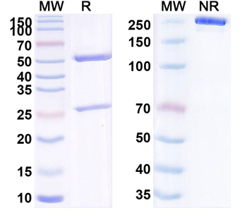 Human CD326/EPCAM Monoclonal Antibody
