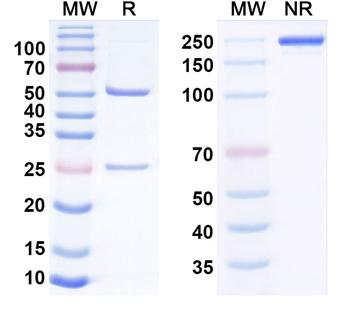 Human PIP Monoclonal Antibody