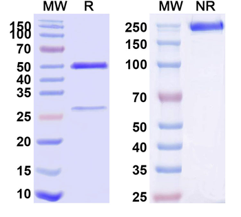 Human CD16a/FCGR3A Monoclonal Antibody