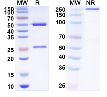 Human CD16a/FCGR3A Monoclonal Antibody