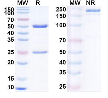 Human Hom s 5/KRT6A Monoclonal Antibody