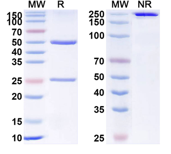 Human CD57/B3GAT1 Monoclonal Antibody