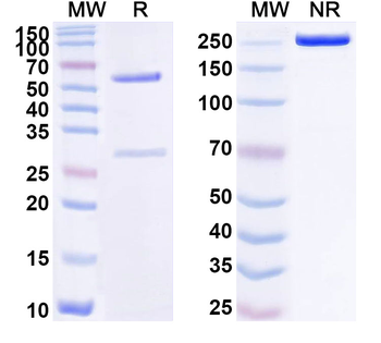 Human CA9 Monoclonal Antibody