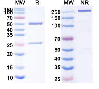 Human CD3G Monoclonal Antibody