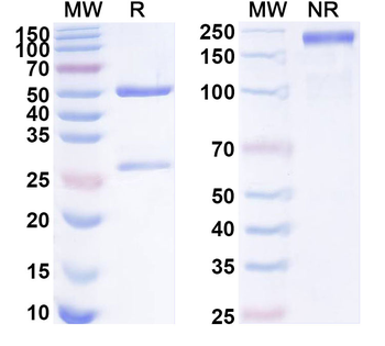 Human CD3G Monoclonal Antibody