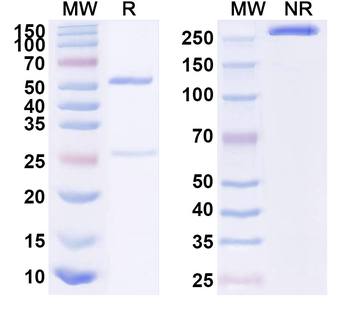 Human CALB1 Monoclonal Antibody