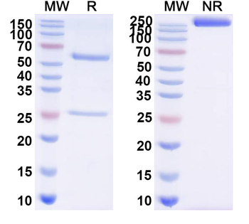 Human CHGA Monoclonal Antibody