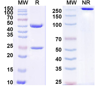 Human CD80/B7-1 Monoclonal Antibody
