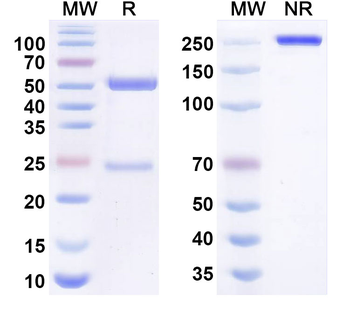 Human BCL6 Monoclonal Antibody