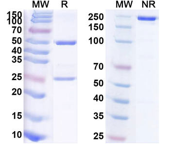 Human BCL6 Monoclonal Antibody