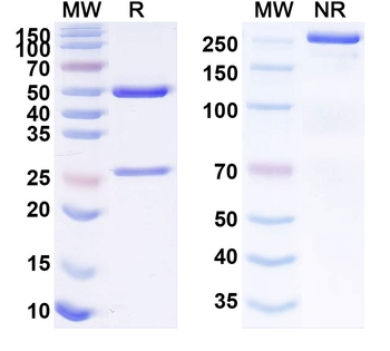 Human NR5A1 Monoclonal Antibody
