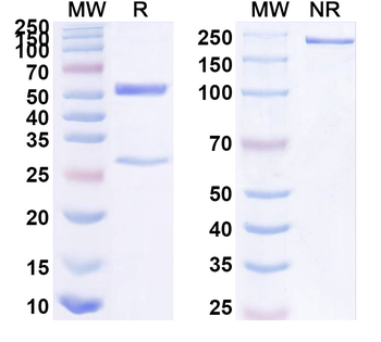 Human NR5A1 Monoclonal Antibody