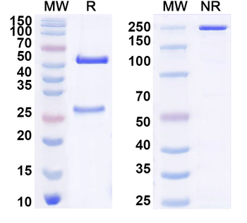 Human NR5A1 Monoclonal Antibody