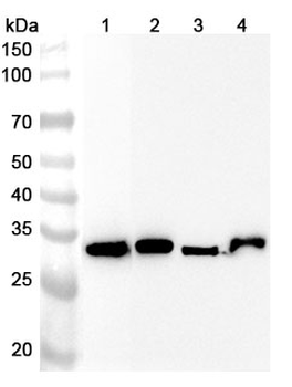 GPD1 Polyclonal Antibody