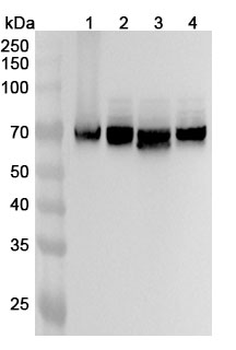 DPYSL3 Polyclonal Antibody