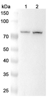 PREP Polyclonal Antibody