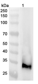 Mouse Klk1b1 Polyclonal Antibody
