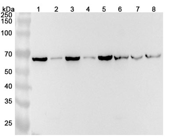 CCT5 Polyclonal Antibody