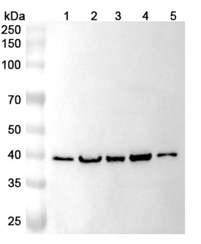 RFC3 Polyclonal Antibody