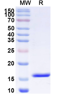 Castor bean Ricin Nanobody Antibody