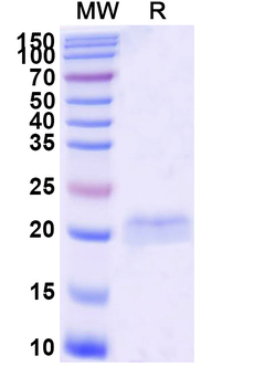 Castor bean Ricin Nanobody Antibody