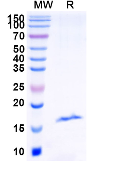 Castor bean Ricin Nanobody Antibody