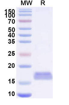 Castor bean Ricin Nanobody Antibody